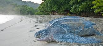 Turtle resting on Tobago beach with lush tropical background.