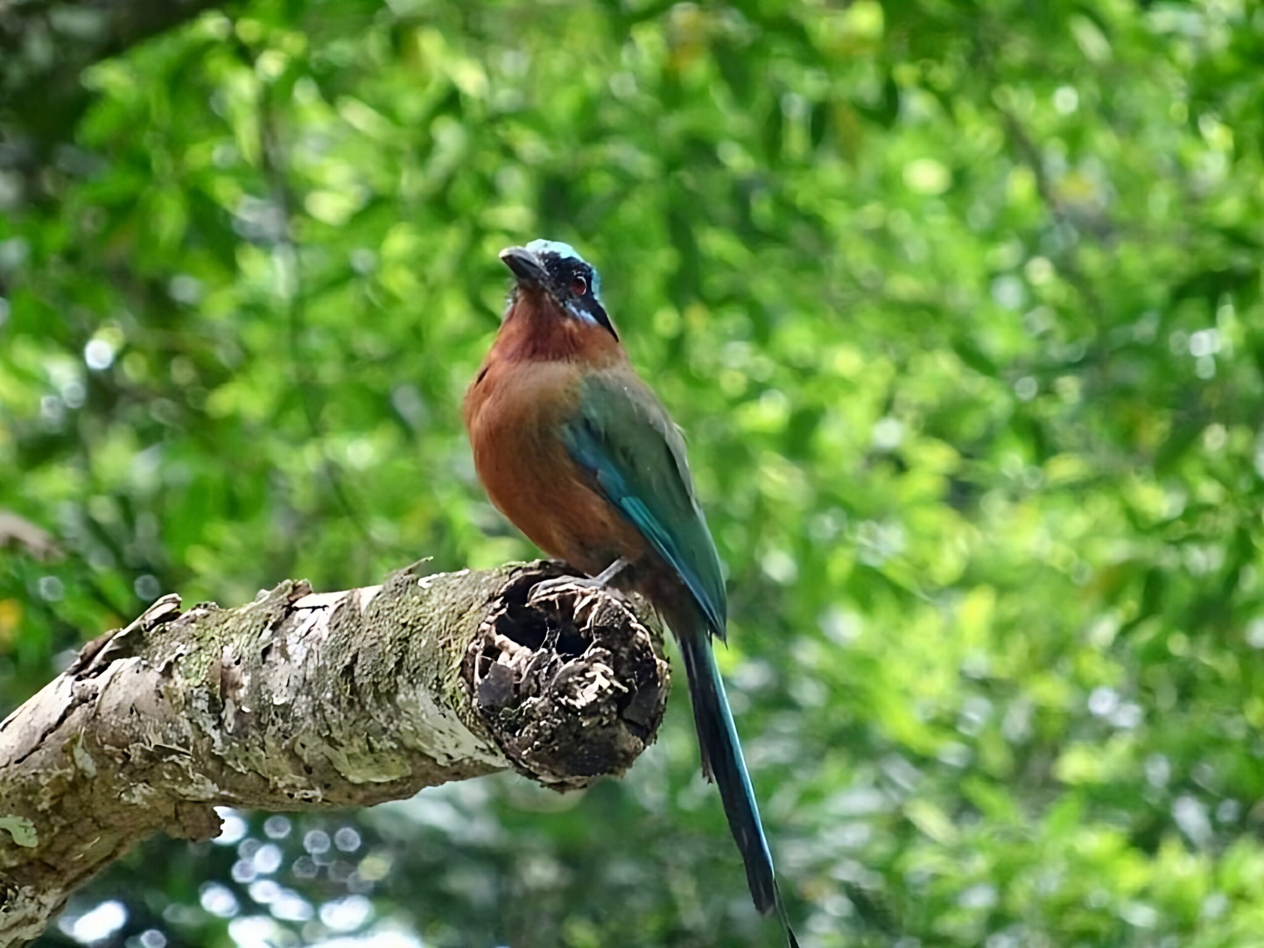 Colorful forest bird perched on a branch in Tobago rainforest.